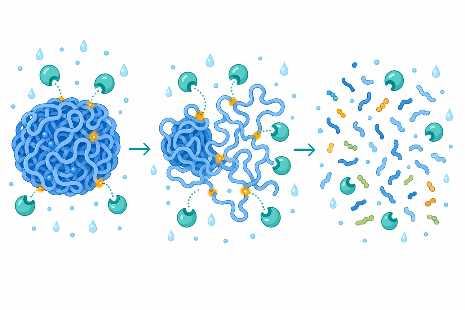 Hydrolysis proceeds from accessible protein regions and can progressively expose additional cleavage sites as soy proteins unfold.