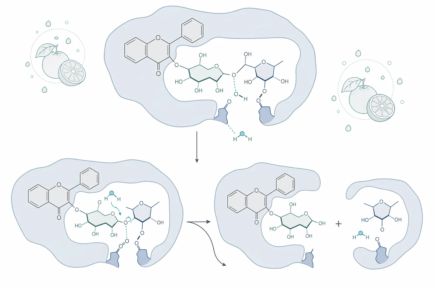 α-L-rhamnosidase removes terminal L-rhamnose from naringin to form prunin in citrus matrices.