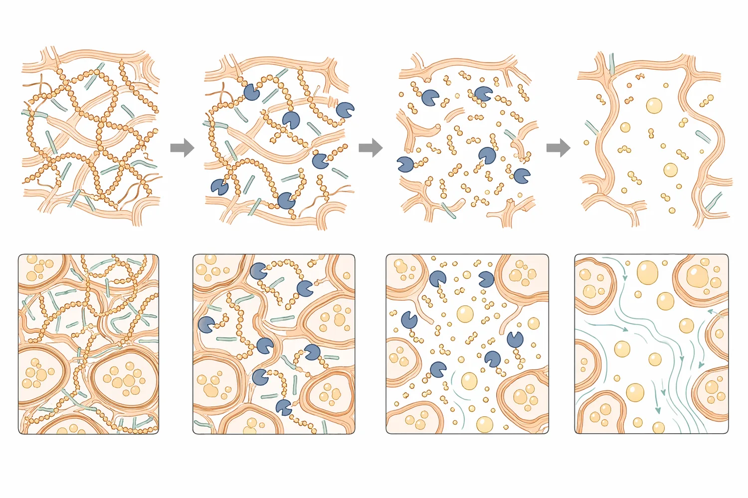 Pectinase shortens pectin chains in orange pulp and juice, reducing water binding, viscosity, particle stabilization, and tissue cohesion.