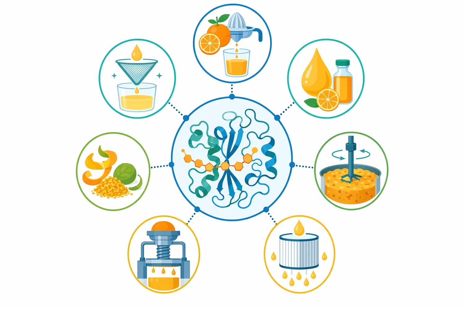 The main orange juice processing applications are improved juice release, lower viscosity, clarification, and better filtration performance.