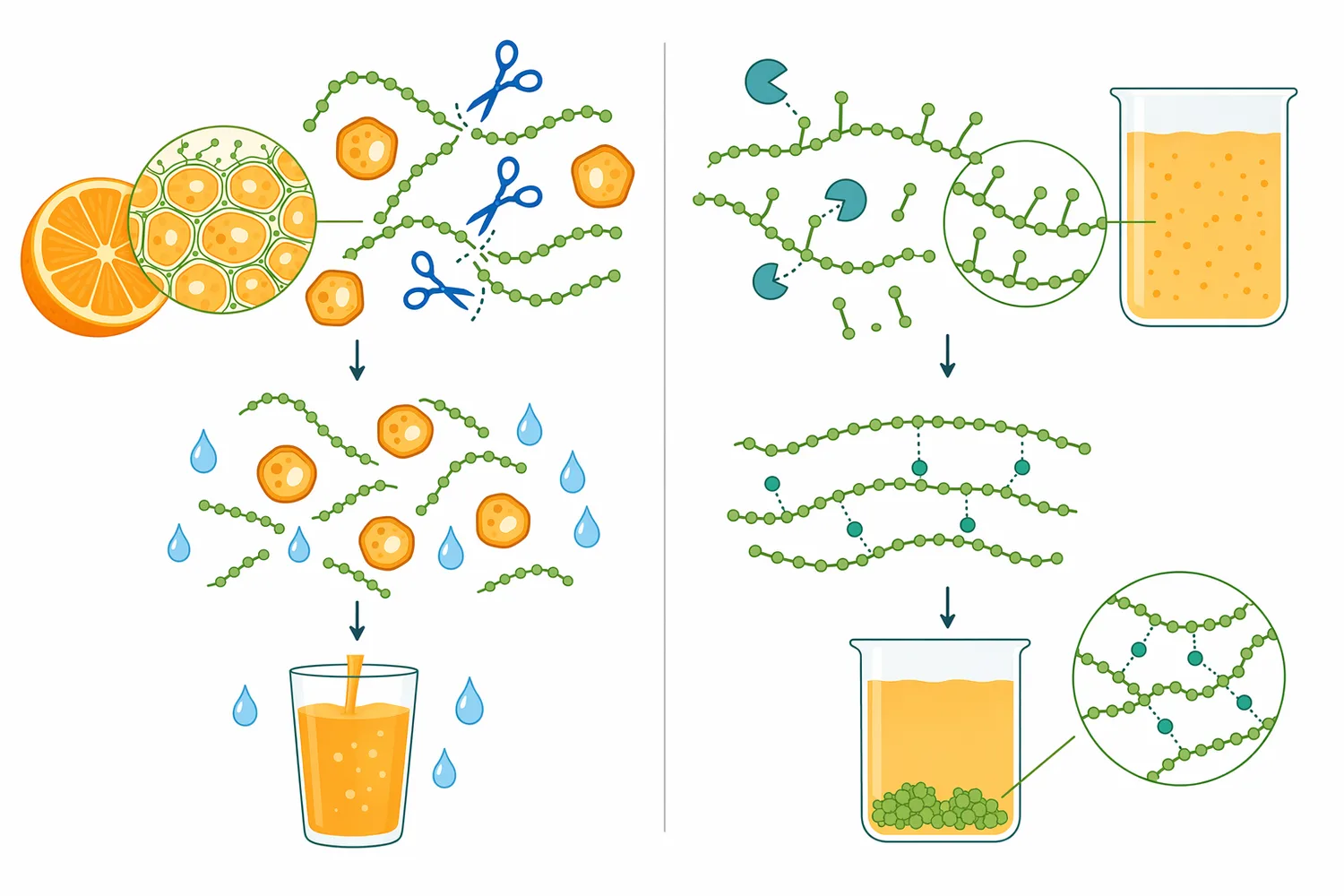 Added pectinase is used to degrade pectin for processing, while native orange pectin methylesterase can modify pectin in ways that affect cloud stability.