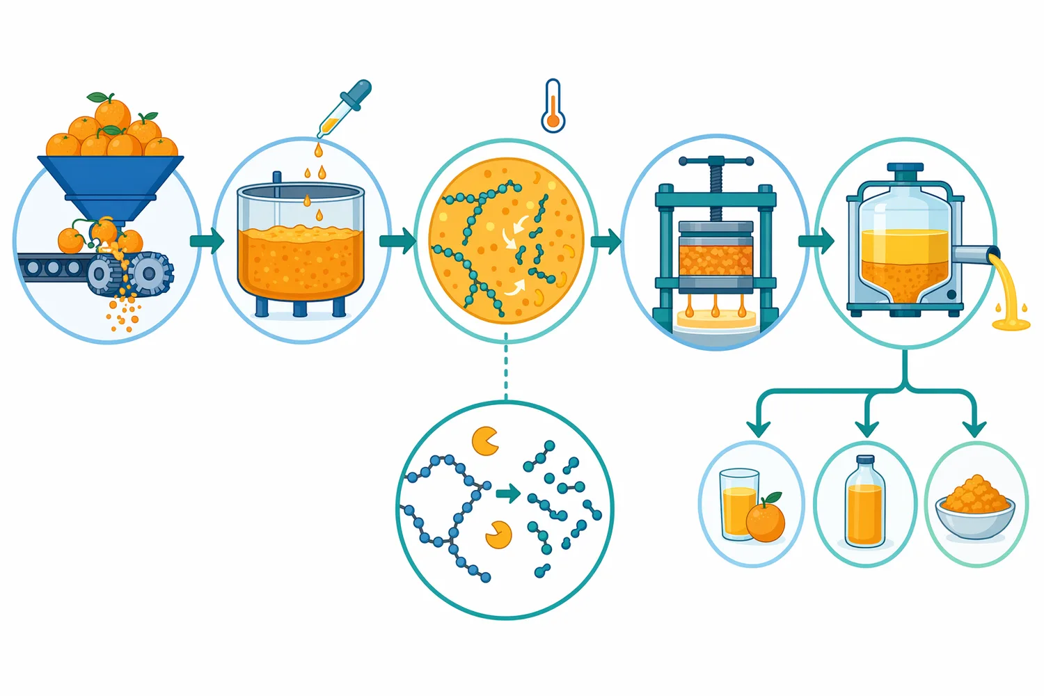 Pectinase can be positioned before pressing, clarification, or filtration to make the orange juice matrix easier to separate and handle.