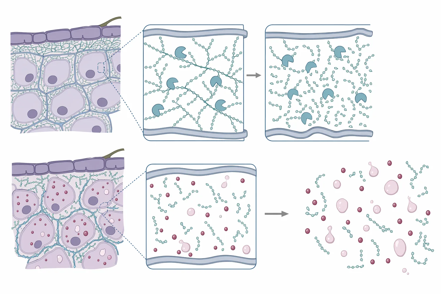 Pectinase preparations can cut or modify pectic polymers in the fruit cell-wall and middle-lamella matrix, reducing gel strength and viscosity.