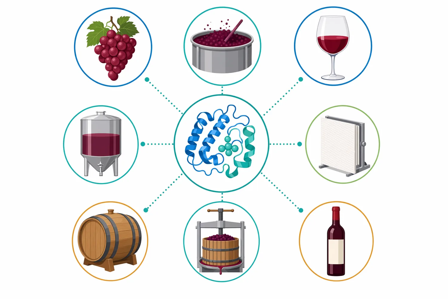 In red wine processing, pectinase supports juice release, viscosity reduction, extraction access, and pectin-related clarification.