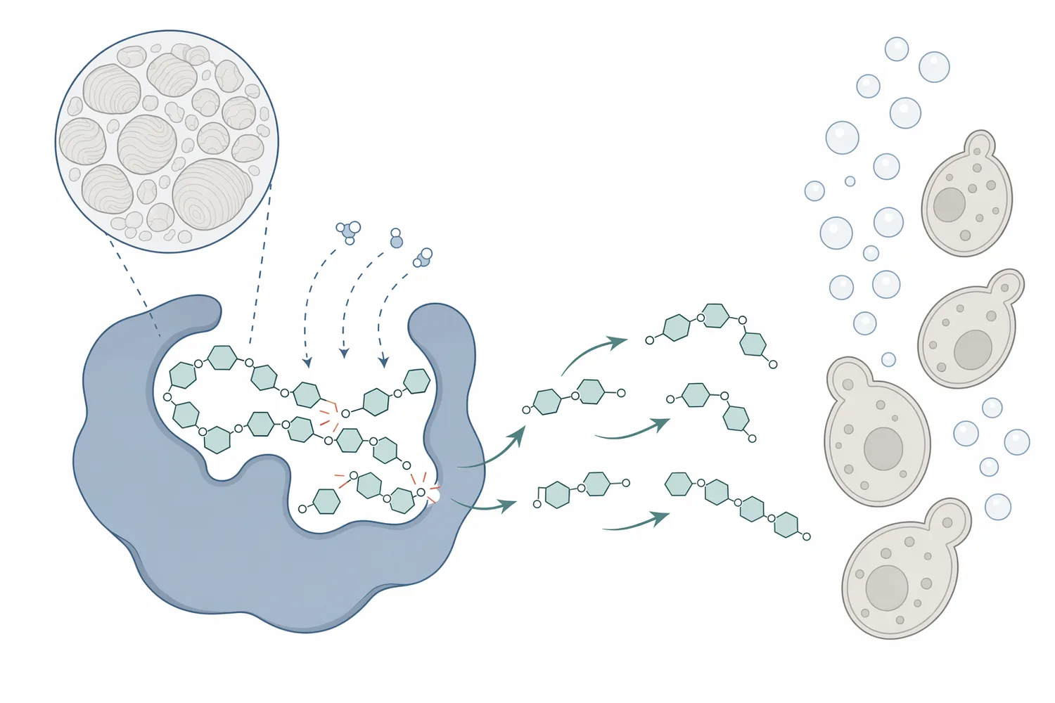 Fungal alpha amylase hydrolyzes internal starch bonds in dough to release fermentable sugars and dextrins that support yeast activity and crumb softness.