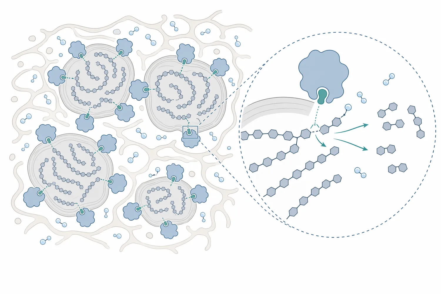 Fungal alpha amylase cleaves internal α-1,4 bonds in accessible starch to form shorter dextrins and fermentable sugars.