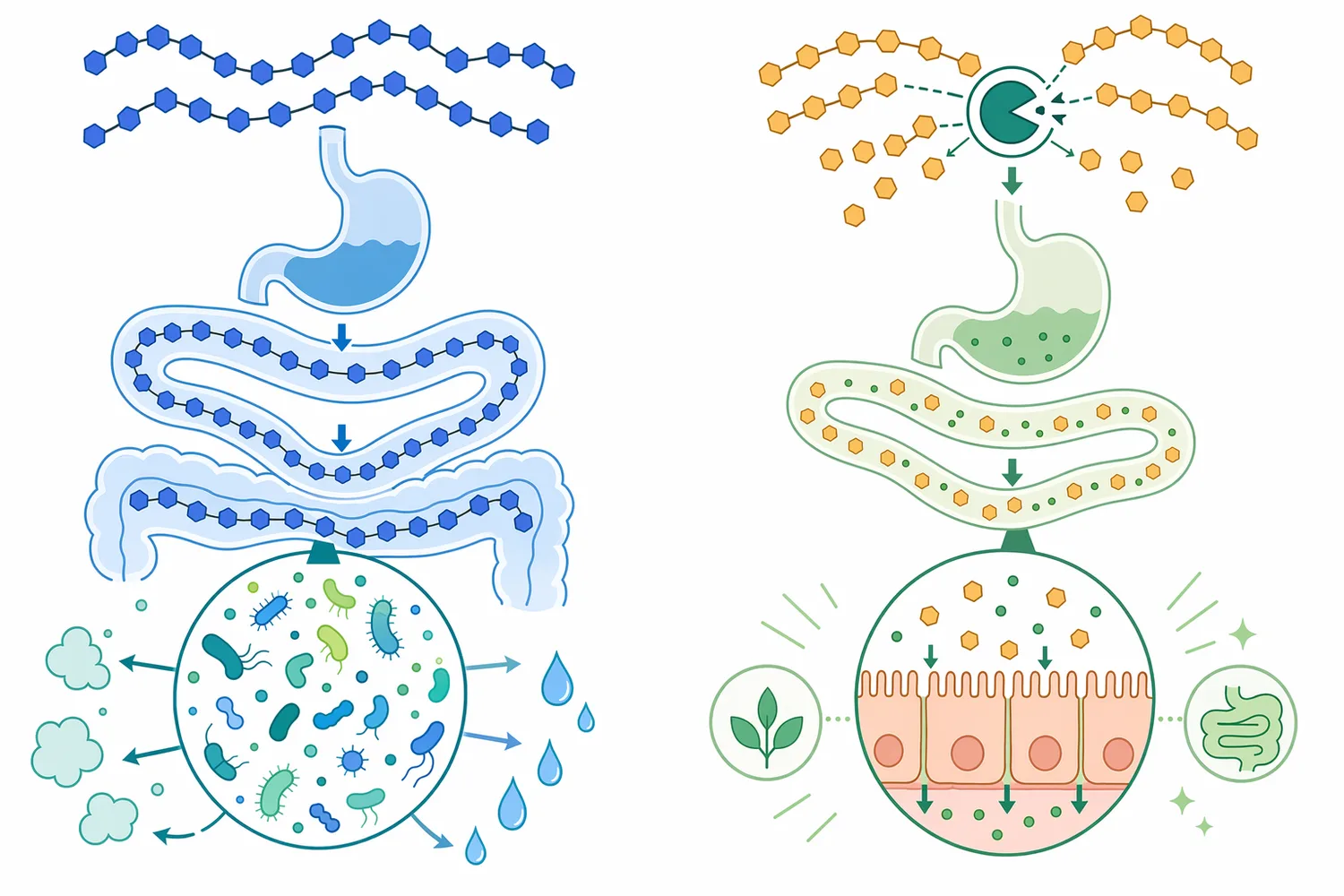 Hydrolyzing α-galactosides before they reach the hindgut can reduce the amount of soluble carbohydrate available for rapid microbial fermentation.