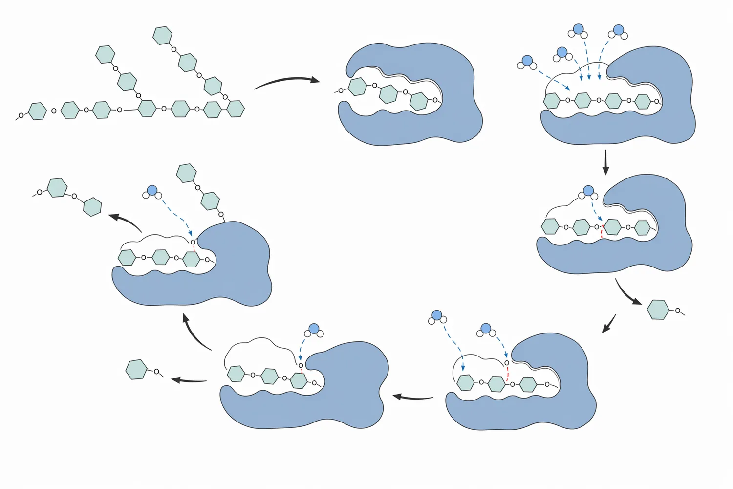 Glucoamylase binds starch-derived chains at defined subsites, hydrolyzes a terminal glycosidic bond, releases glucose, and repeats on newly exposed chain ends.