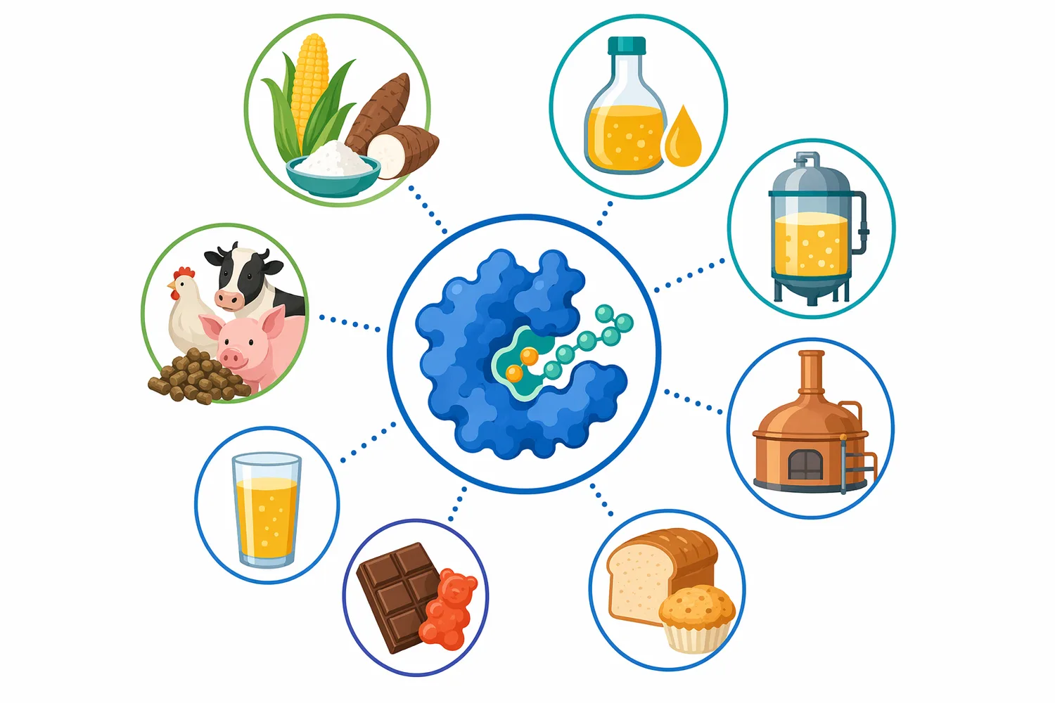 Glucoamylase-generated glucose-rich hydrolysates can feed starch sugar production, ethanol fermentation, brewing and distilling, organic acid production, and specialty starch modification.