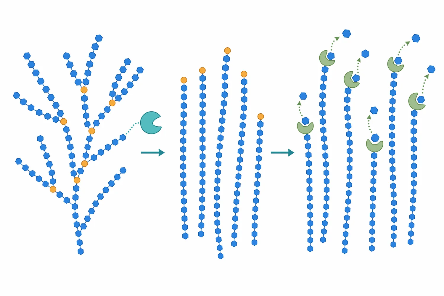Amylopectin branch points can limit complete saccharification, while debranching creates more accessible linear chains for glucose release.
