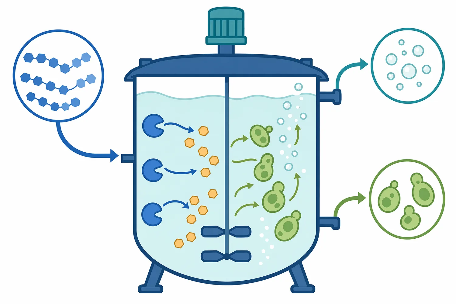 In simultaneous saccharification and fermentation, glucose release by glucoamylase can occur in the same environment where microbes consume the sugar.