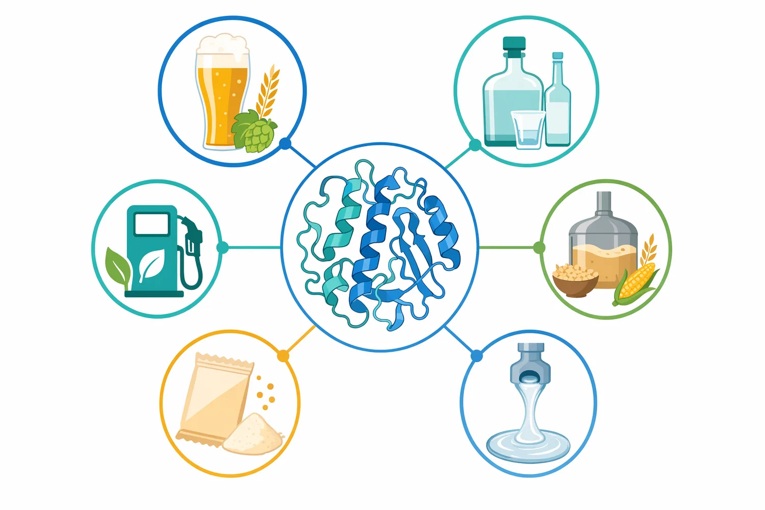 Glucoamylase is used for high-gravity brewing, distilling, ethanol production, adjunct mash conversion, dry beer, and starch sugar production.