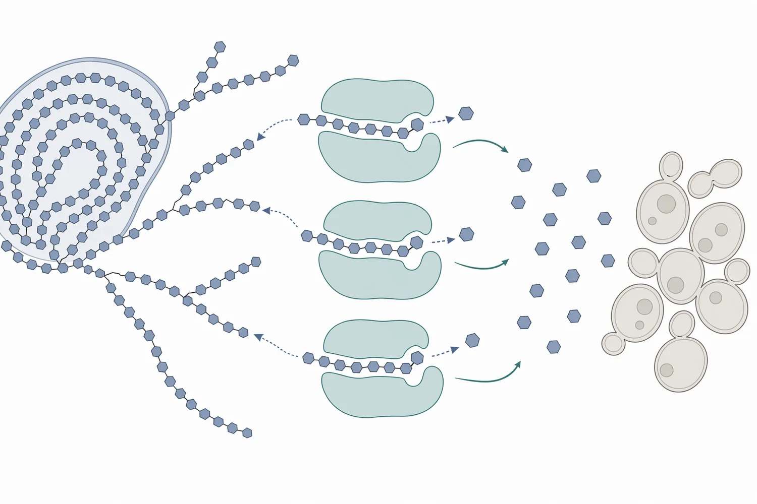 Glucoamylase releases glucose units from starch-derived dextrins and oligosaccharides, increasing the fermentable sugar available to yeast.