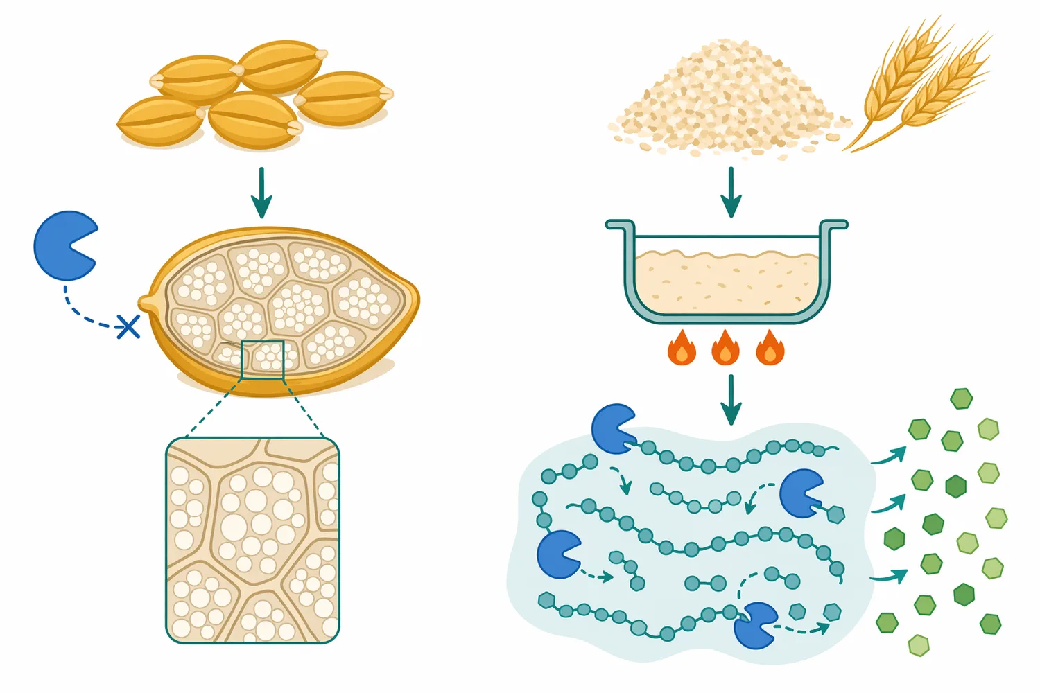Glucoamylase works best after starch has been made accessible through milling, gelatinization, liquefaction, or mashing.