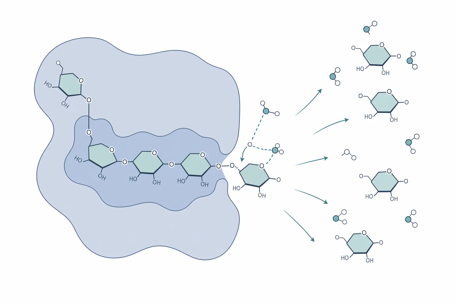 Glucoamylase is an exo-acting enzyme that releases glucose units from the non-reducing ends of starch-derived chains.