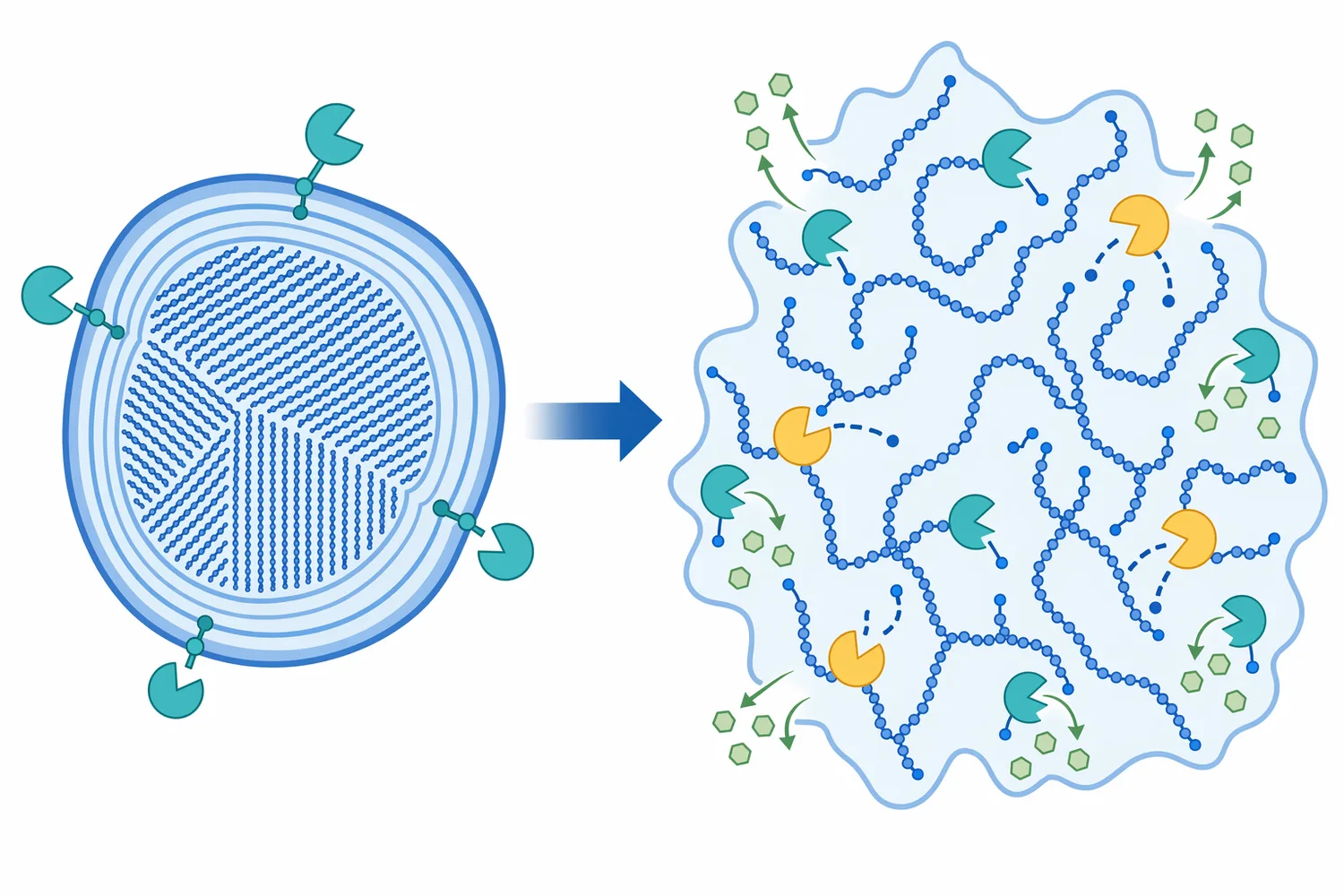 Substrate accessibility strongly affects glucoamylase performance because raw granules expose fewer attack points than gelatinized or liquefied starch.