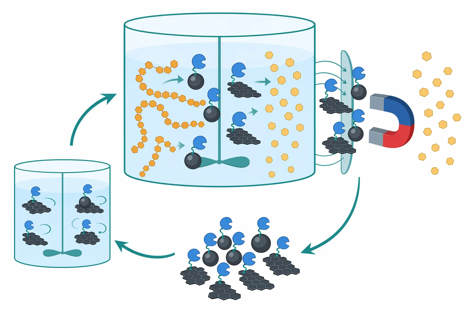 Immobilization can attach glucoamylase to a solid support so the enzyme is easier to separate and reuse.