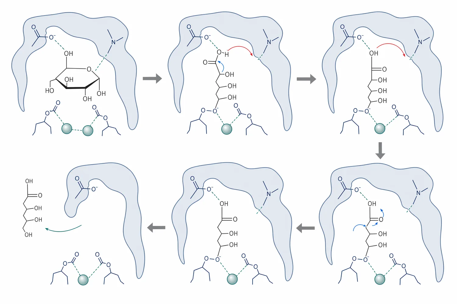 Glucose isomerase catalyzes the reversible isomerization of D-glucose to D-fructose through a metal-assisted aldose-ketose rearrangement.