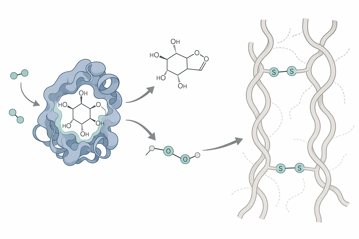 Glucose oxidase converts glucose and oxygen into gluconic acid and hydrogen peroxide, with hydrogen peroxide providing the oxidative dough-strengthening effect.