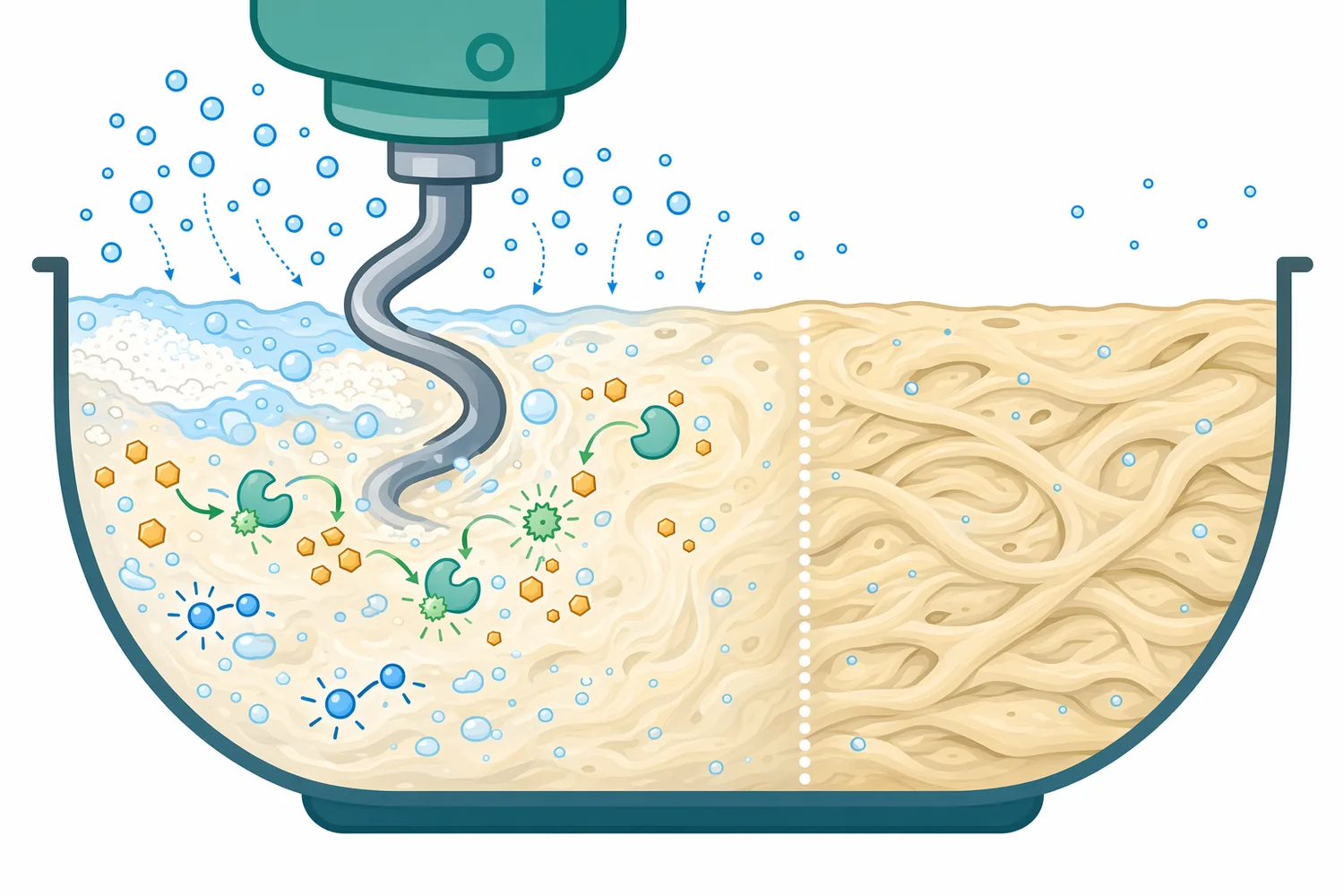 Mixing supplies the oxygen needed for glucose oxidase activity, so the enzyme is most influential during early dough development.