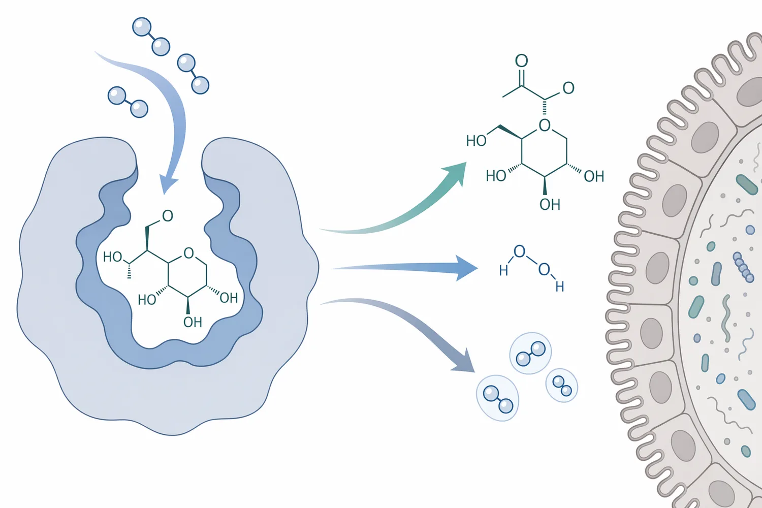 Glucose oxidase catalyzes the conversion of β-D-glucose and oxygen into gluconic acid and hydrogen peroxide.