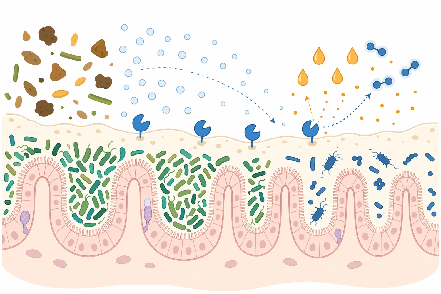 The enzyme’s gut effect combines oxygen consumption, organic-acid formation, and controlled oxidative antimicrobial pressure.