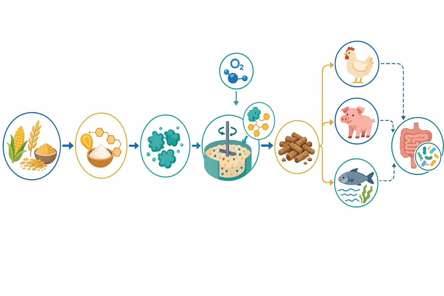 Broiler challenge studies commonly compare basal and moldy-corn diets with and without glucose oxidase to evaluate stress-dependent responses.