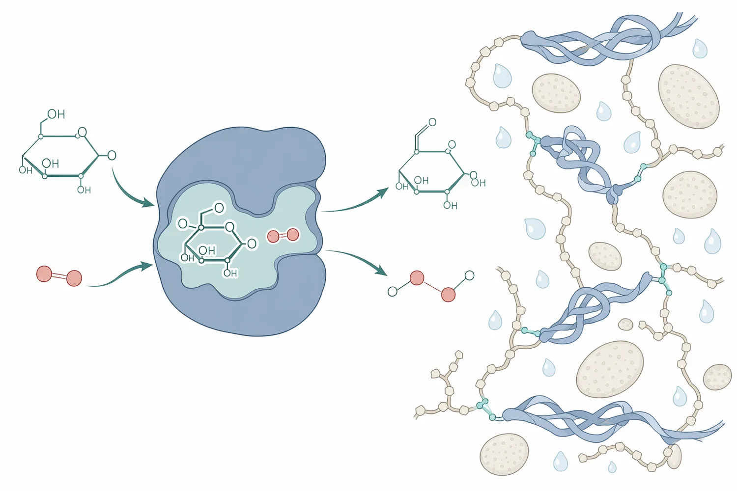 Glucose oxidase converts glucose and oxygen into gluconic acid and hydrogen peroxide, and the hydrogen peroxide supports gluten-strengthening oxidation.
