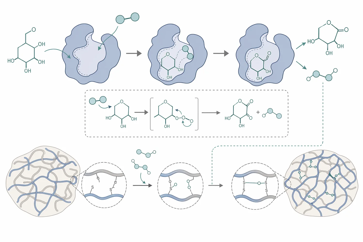 Glucose oxidase converts glucose and oxygen into gluconic acid and hydrogen peroxide, which drives oxidative strengthening in dough.
