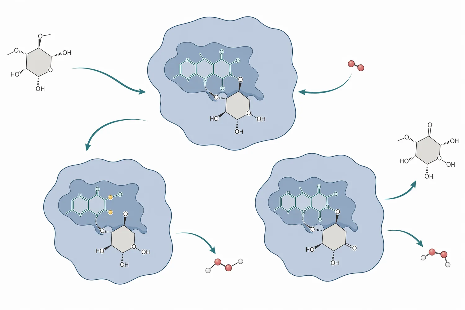Glucose oxidase oxidizes beta-D-glucose with oxygen to form gluconolactone and hydrogen peroxide.
