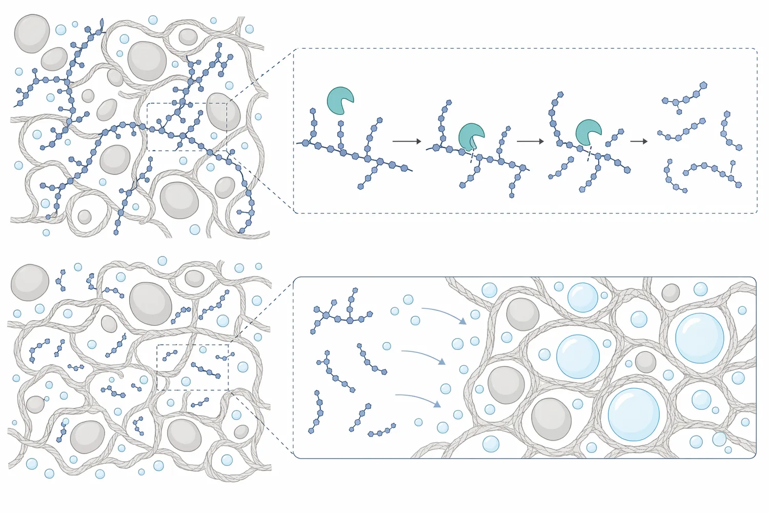 Hemicellulase targets hemicellulose-rich cereal cell-wall polysaccharides, especially arabinoxylans and pentosans, that influence water binding and gluten continuity in dough.
