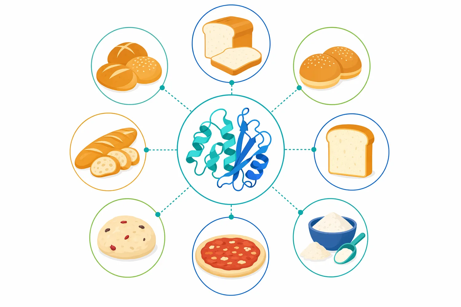 Commercial applications include white pan bread, whole wheat bread, multigrain and seeded breads, buns and rolls, and some flatbread systems where fiber-related dough behavior limits quality.