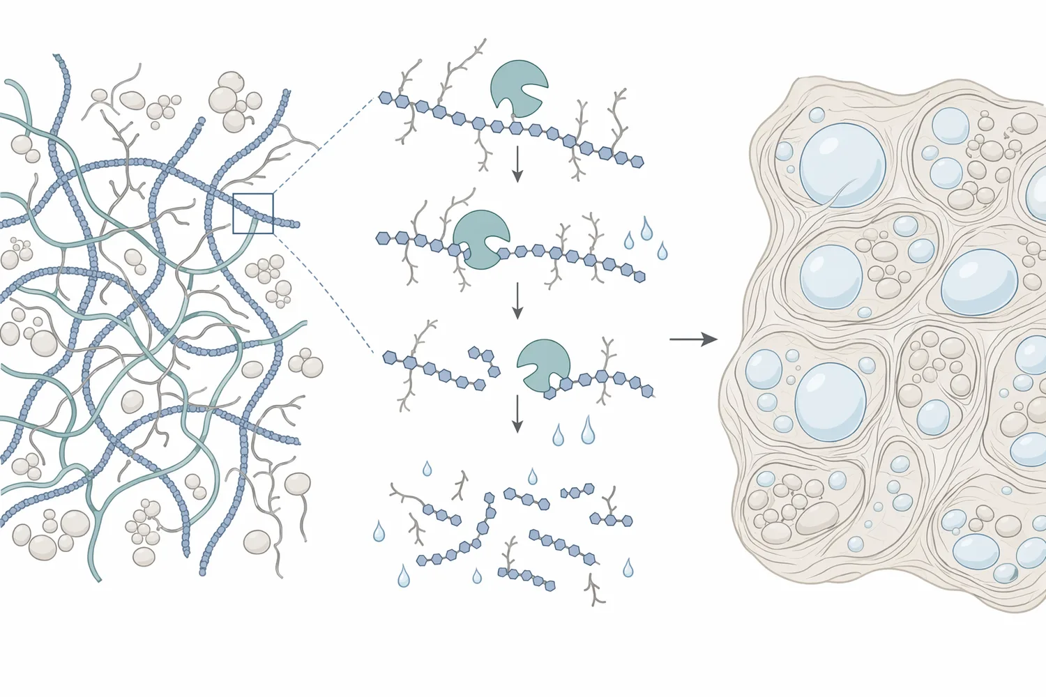 Hemicellulase improves dough by hydrolyzing wheat arabinoxylans into shorter soluble fragments that release bound water and support gas retention.