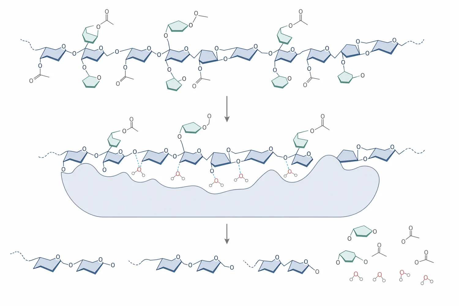 Hemicellulase acts on the branched hemicellulose matrix that surrounds cellulose fibers and interacts with lignin-rich plant wall regions.