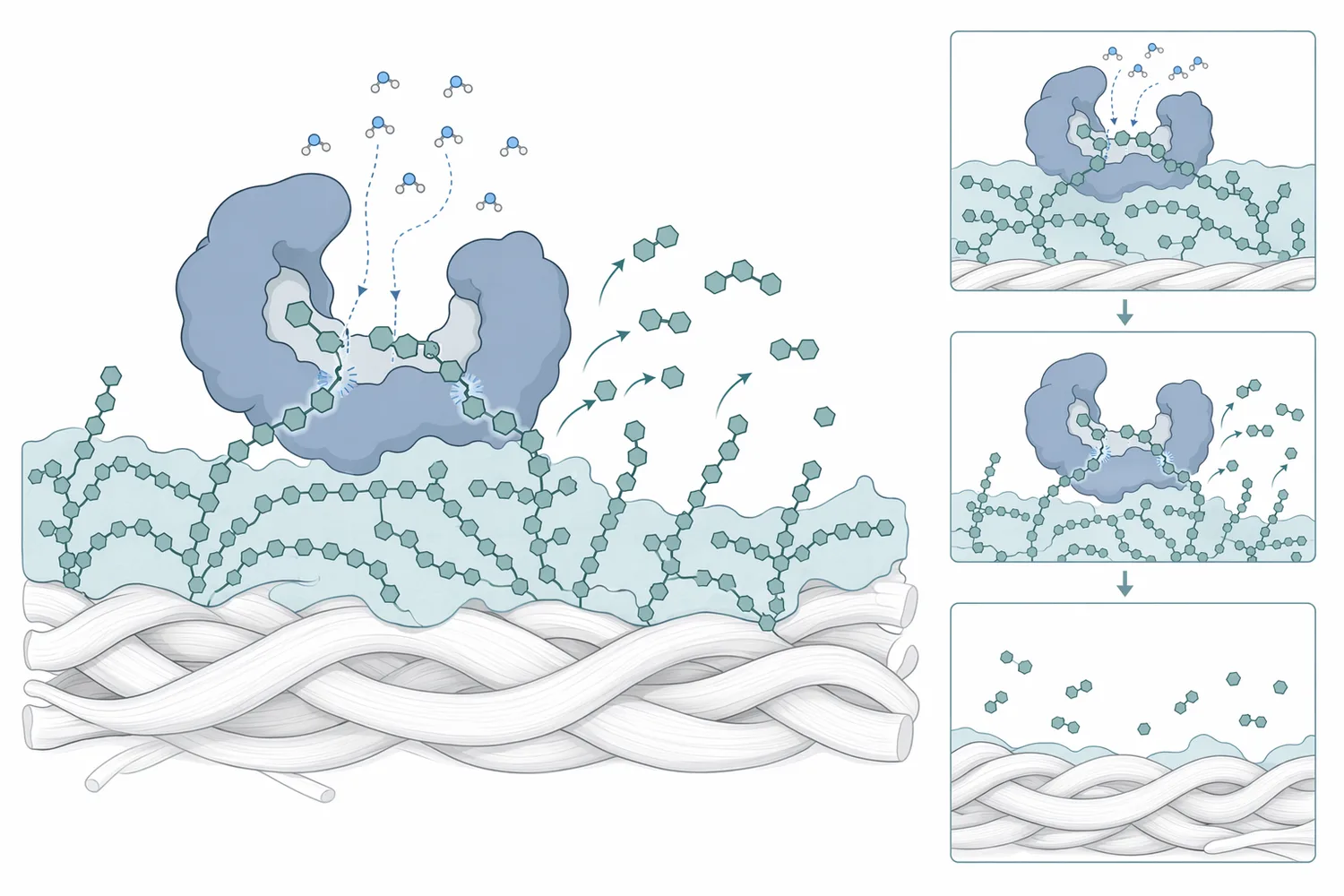 Amylase-type desizing enzymes hydrolyze starch glycosidic bonds into shorter dextrins and sugars that can be washed from the fabric.