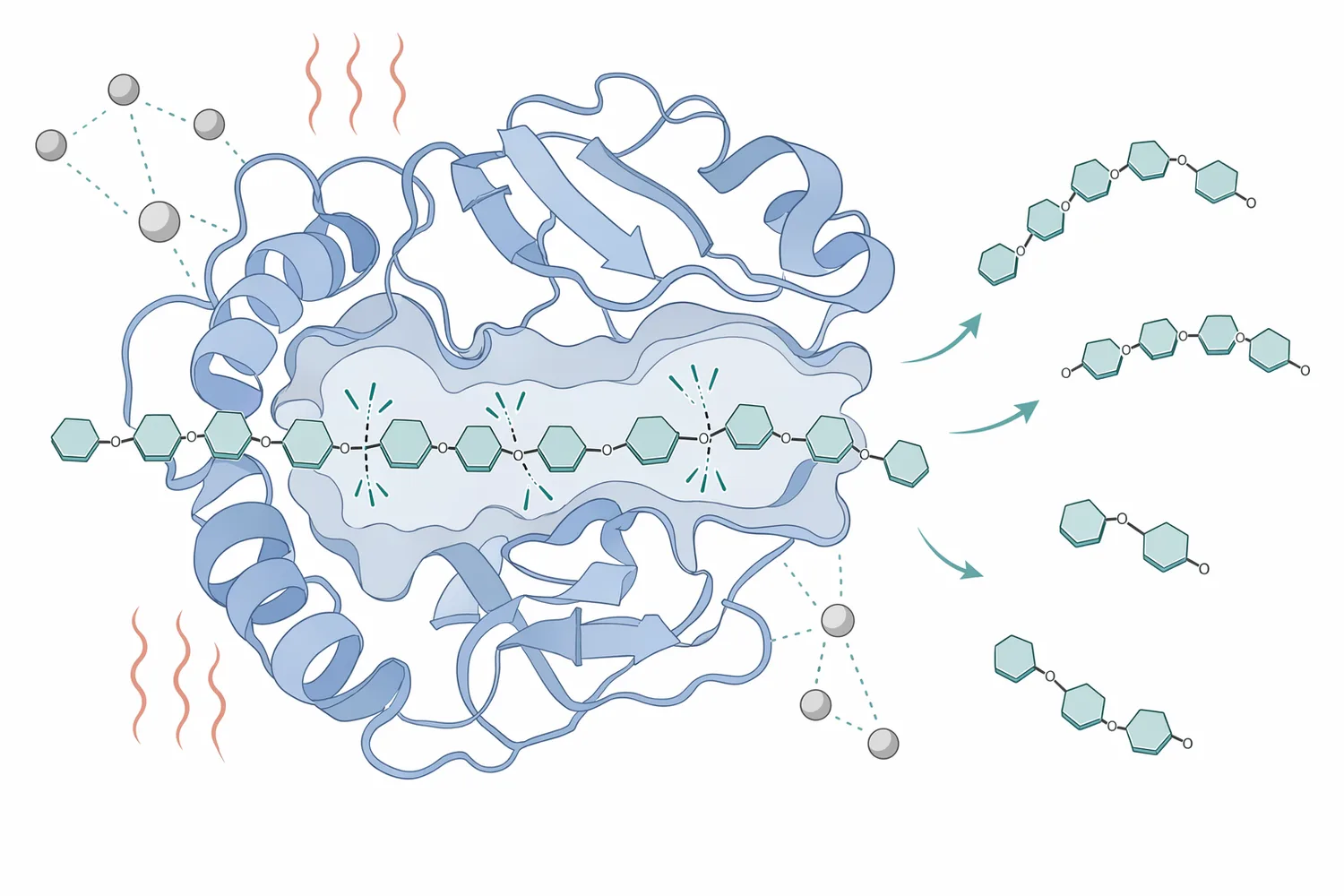 High-temperature alpha-amylase liquefies gelatinized starch by hydrolyzing internal alpha glucosidic bonds into soluble dextrins.