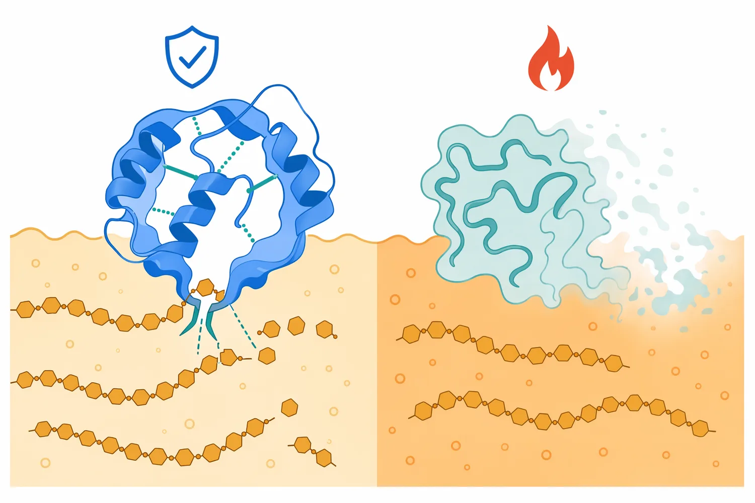 Thermostable α-amylase is useful because it can remain active while starch is still hot and gelatinized.