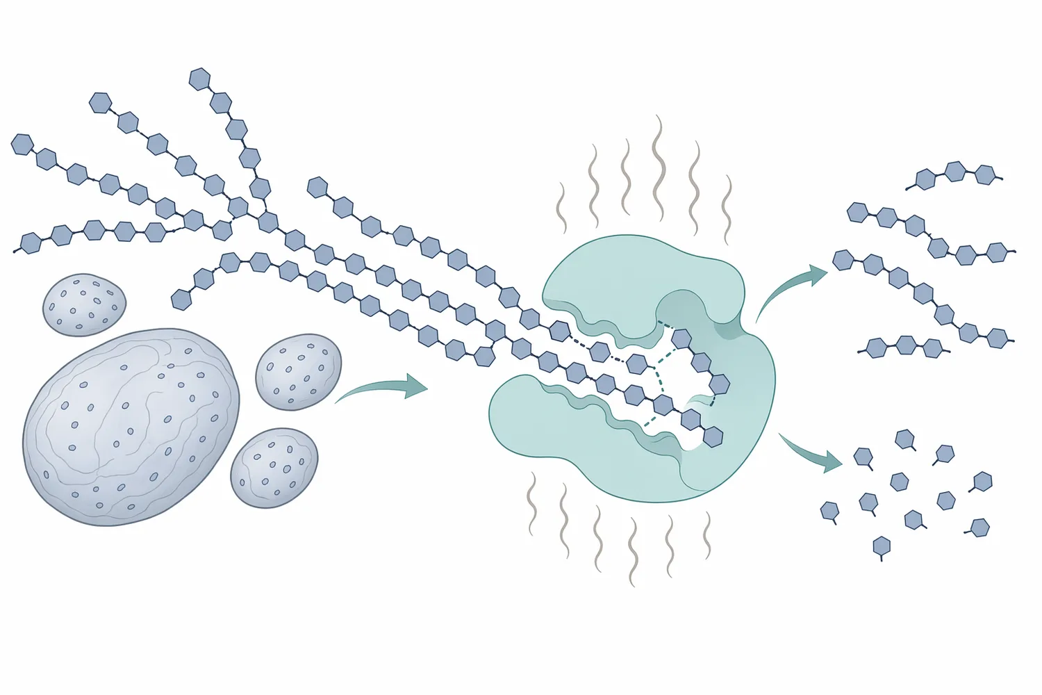 Alpha amylase acts inside starch chains by cleaving internal α-1,4 bonds, reducing large amylose and amylopectin polymers into shorter dextrins and soluble fragments.