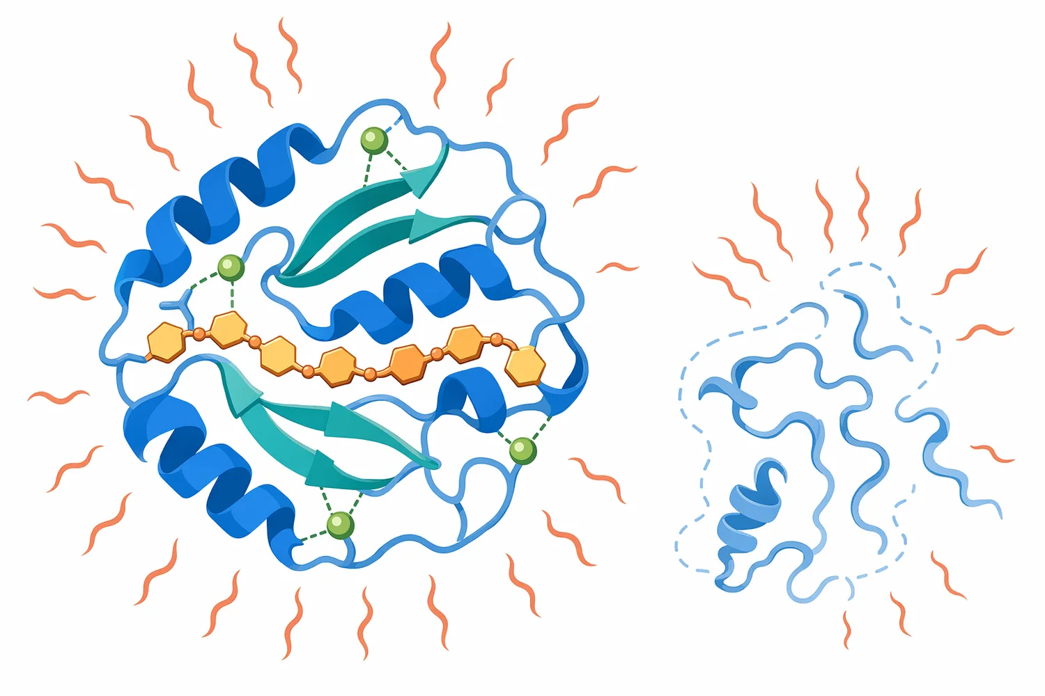 Calcium and other stabilizing features can help alpha amylase preserve the active-site geometry needed to position starch bonds for cleavage under heat stress.
