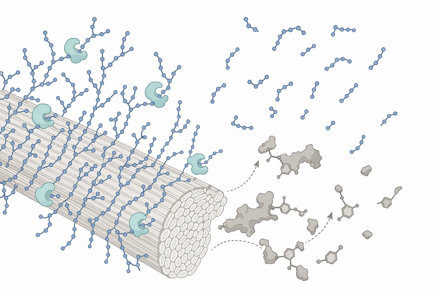 Alkaline xylanase hydrolyzes surface-associated xylan so downstream bleaching or cleaning chemistry can access fiber-bound lignin and contaminants more effectively.