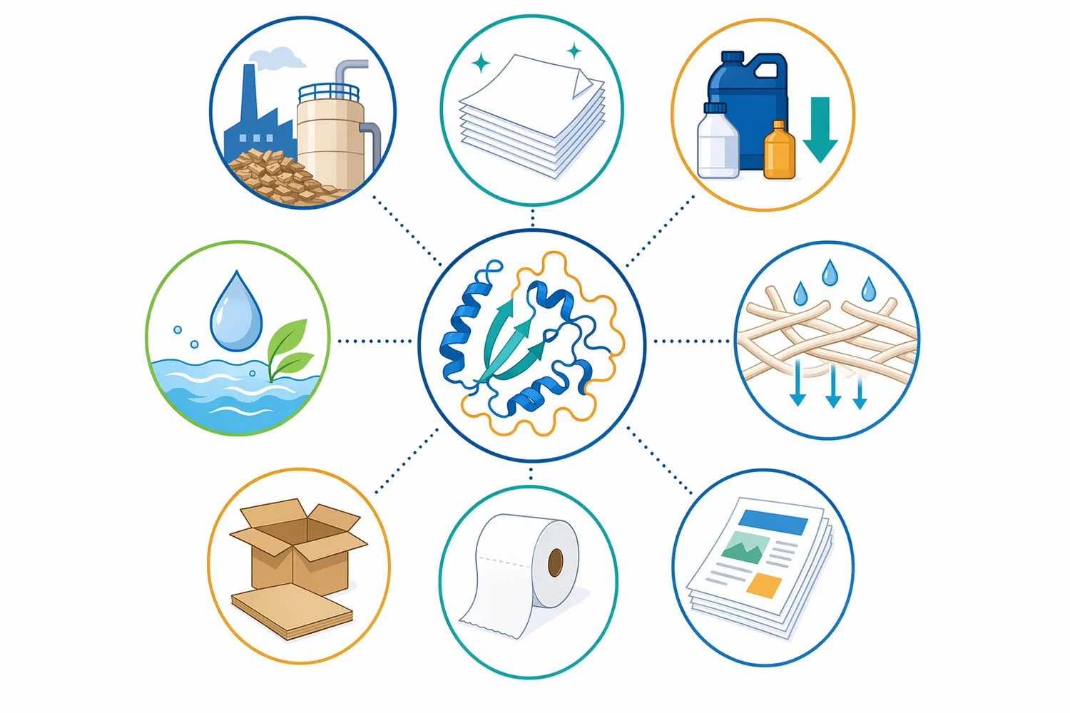 Xylanase can support kraft pulp bleaching, non-wood pulp treatment, recovered-fiber deinking, and cleaner fiber processing when xylan limits accessibility.