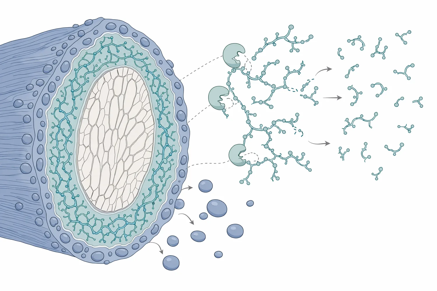 A pectin-lyase enzyme cleaves pectin structures on the fiber surface, loosening the impurity matrix that retains hydrophobic materials.