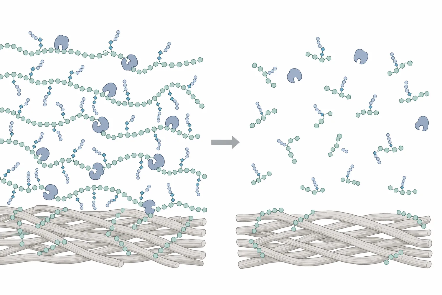Neutral pectinase reduces pectin-related interference by cleaving long charge-bearing pectic polymers into shorter fragments with lower cationic-demand impact.
