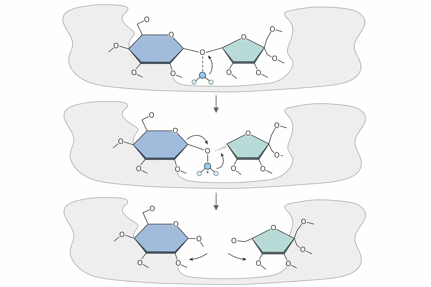 Invertase uses water to cleave sucrose into glucose and fructose, changing the sugar profile that drives sweetness, crystallization and texture.