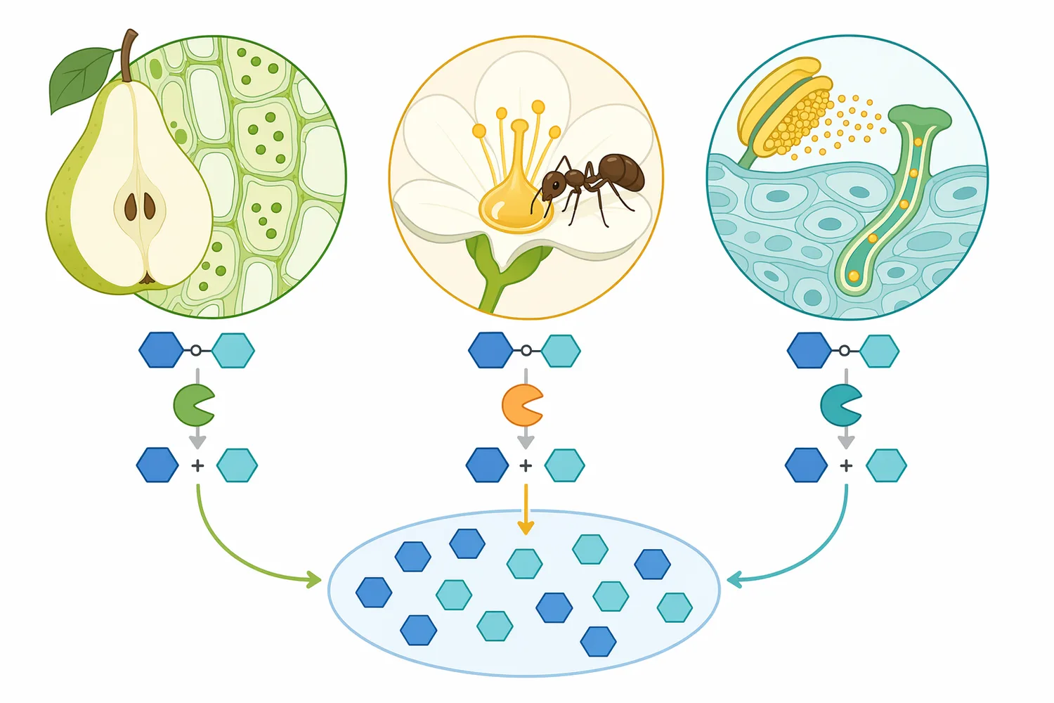 Fruit, nectar and pollen systems illustrate that invertase-mediated sucrose hydrolysis changes sugar composition in living matrices.
