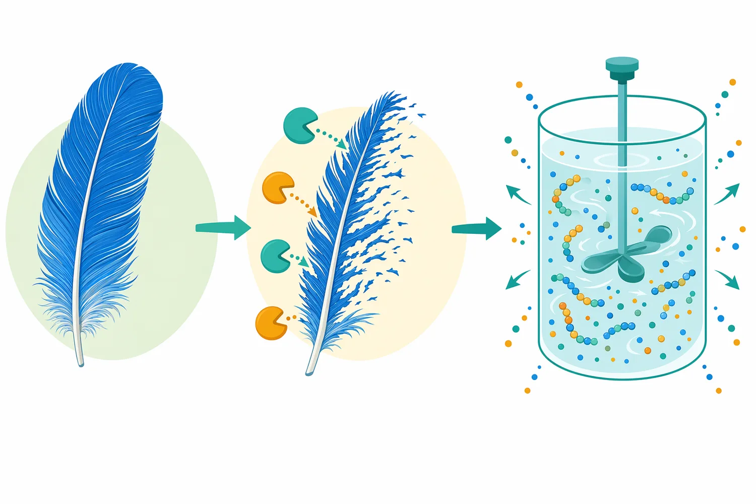 During enzymatic hydrolysis, intact feather structure decreases while soluble protein fragments, peptides and amino nitrogen increase in the hydrolysate.