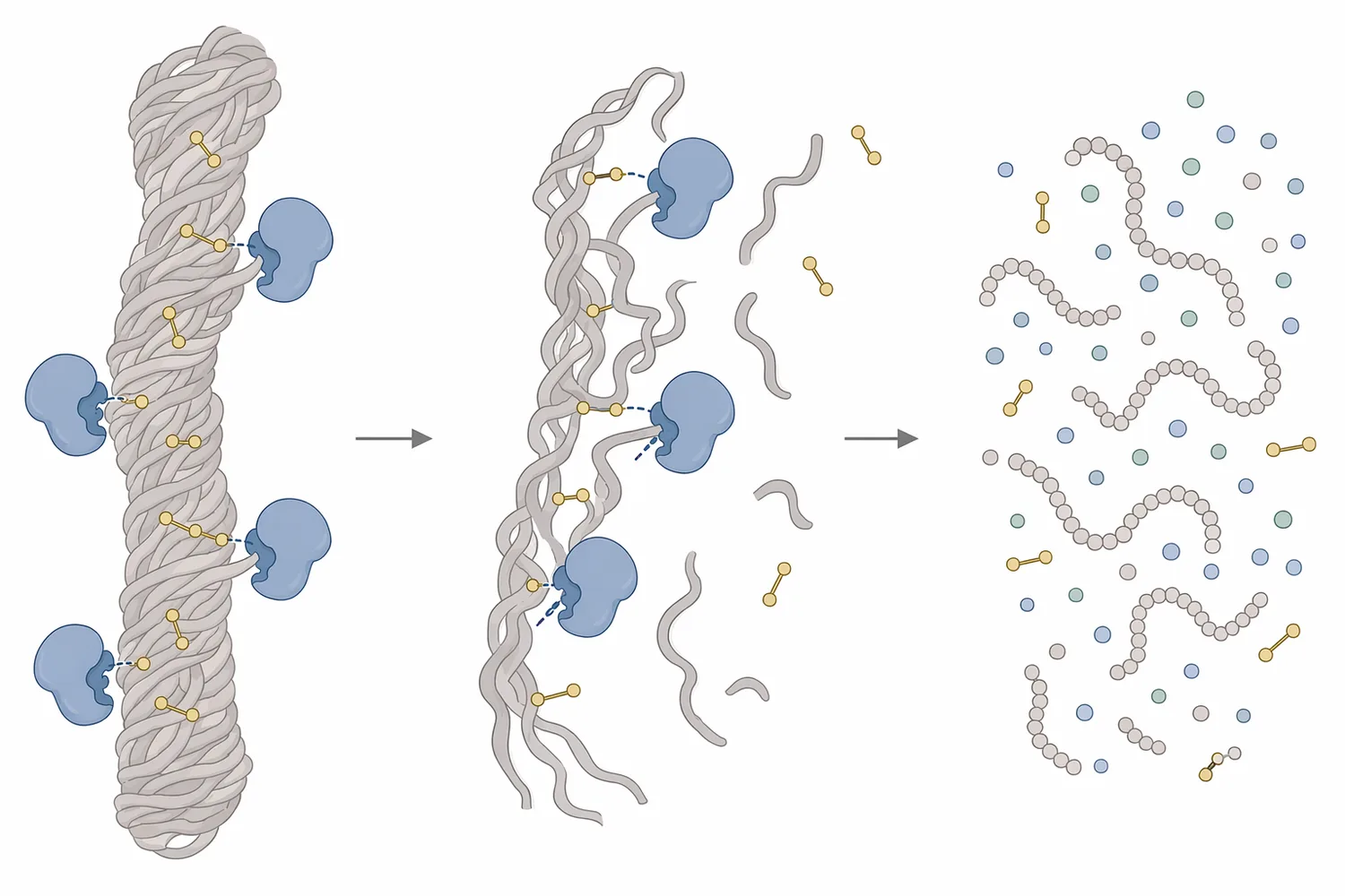 Keratinase acts on resistant keratin fibers by adsorbing to exposed surfaces, weakening the compact structure, and hydrolyzing peptide bonds into smaller fragments.