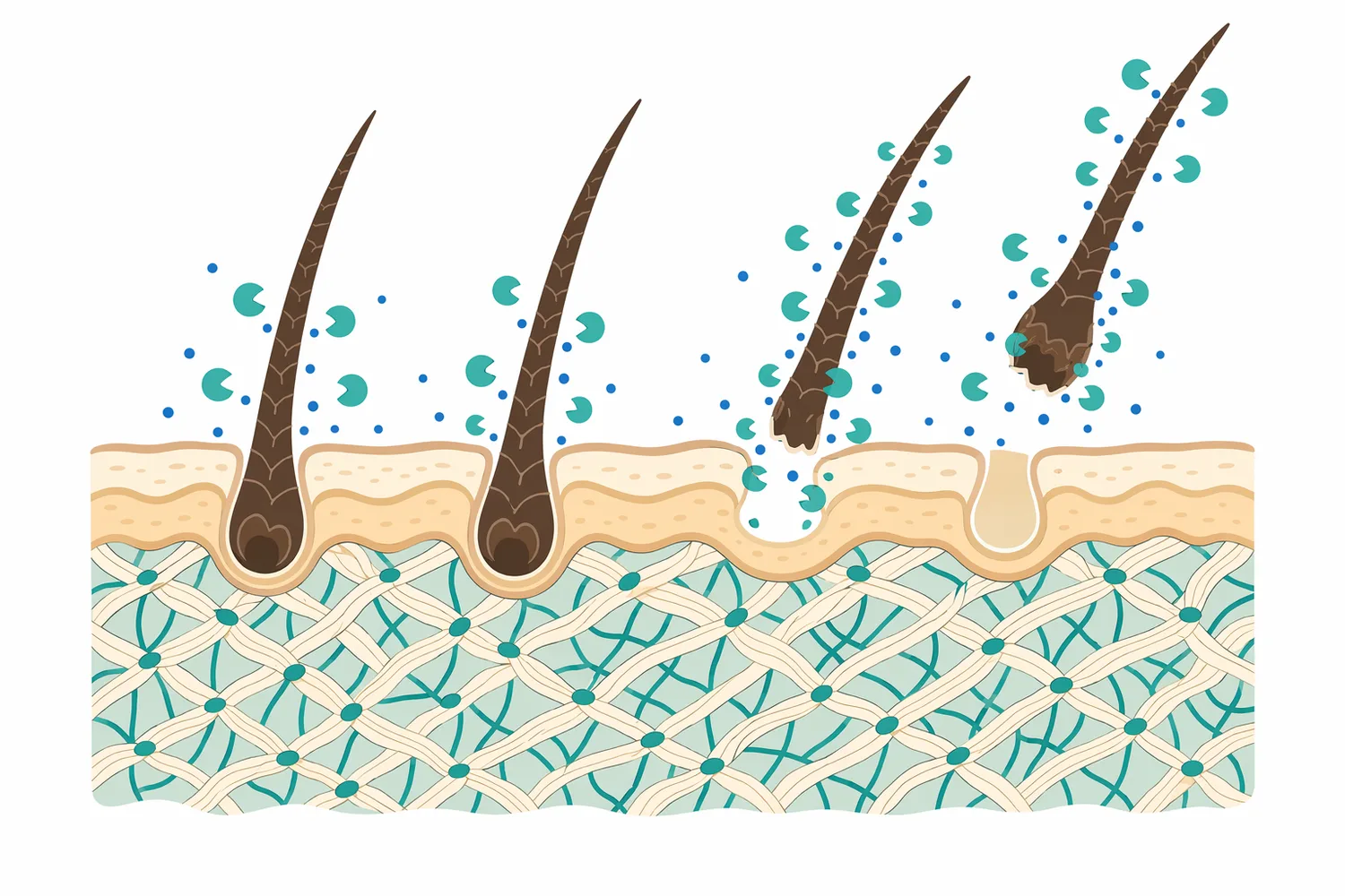 Leather dehairing requires keratin attack on hair structures while limiting damage to the collagen-rich hide matrix.