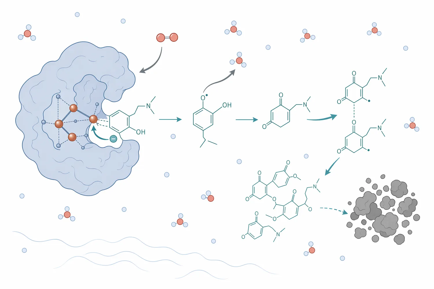 Laccase oxidizes phenolic and dye pollutants while reducing oxygen to water, often forming radicals that couple into less soluble products.