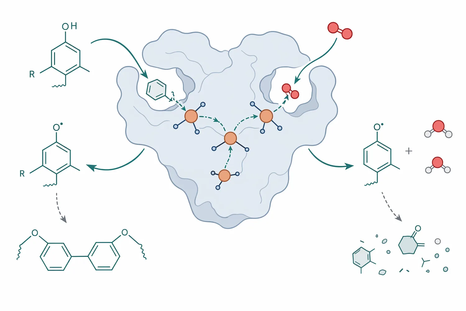 Laccase catalyzes one-electron oxidation of phenolic substrates while reducing oxygen to water.
